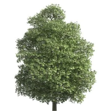 Tree 3d illustration isolated on the white background Stock Illustration