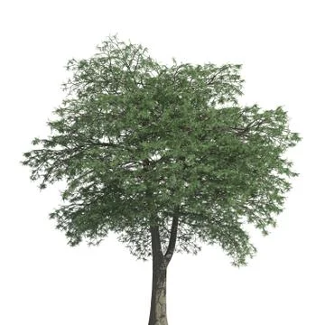 Tree 3d illustration isolated on the white background Stock Illustration