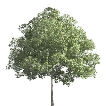 Tree 3d illustration isolated on the white background Stock Illustration