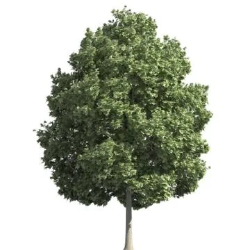 Tree 3d illustration isolated on the white background Stock Illustration