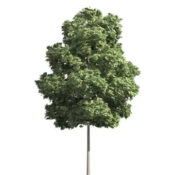 Tree 3d illustration isolated on the white background Stock Illustration