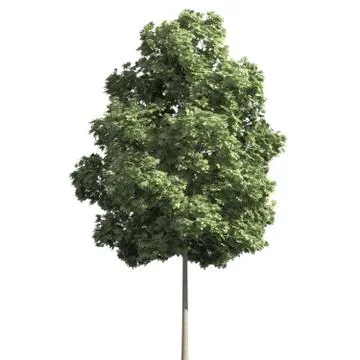 Tree 3d illustration isolated on the white background Stock Illustration