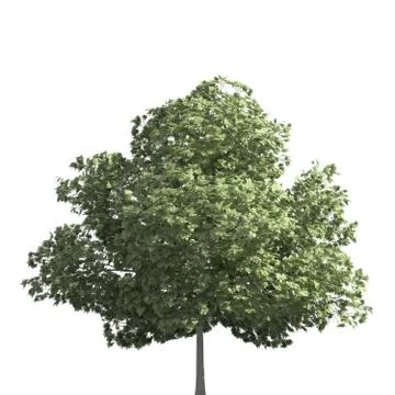 Tree 3d illustration isolated on the white background Stock Illustration