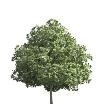 Tree 3d illustration isolated on the white background Stock Illustration