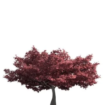 Tree 3d illustration isolated on the white background Stock Illustration