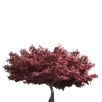 Tree 3d illustration isolated on the white background Stock Illustration