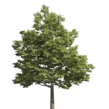 Tree 3d illustration isolated on the white background Stock Illustration