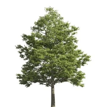 Tree 3d illustration isolated on the white background Stock Illustration