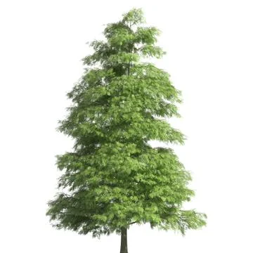 Tree 3d illustration isolated on the white background Stock Illustration