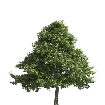 Tree 3d illustration isolated on the white background Illustrazione stock