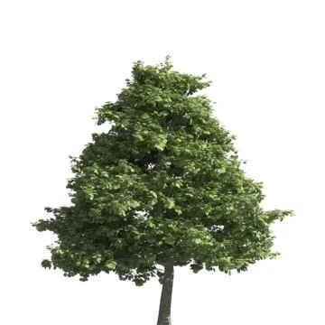 Tree 3d illustration isolated on the white background Stock Illustration