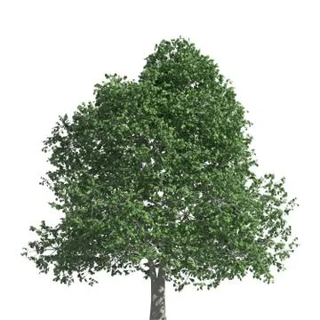 Tree 3d illustration isolated on the white background Stock-Illustration