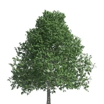 Tree 3d illustration isolated on the white background Stock Illustration