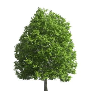 Tree 3d illustration isolated on the white background Stock-Illustration