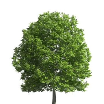 Tree 3d illustration isolated on the white background Stock Illustration