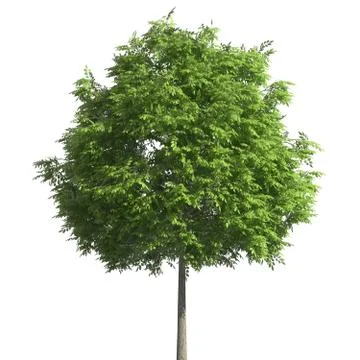 Tree 3d illustration isolated on the white background Stock-Illustration