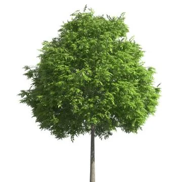 Tree 3d illustration isolated on the white background Illustrazione stock