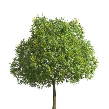 Tree 3d illustration isolated on the white background Stock Illustration