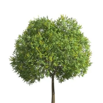 Tree 3d illustration isolated on the white background Stock Illustration
