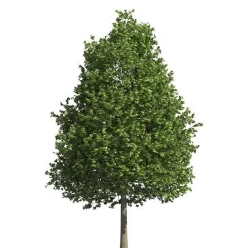 Tree 3d illustration isolated on the white background Stock Illustration
