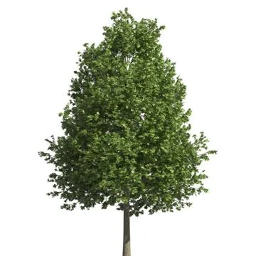 Tree 3d illustration isolated on the white background Stock Illustration