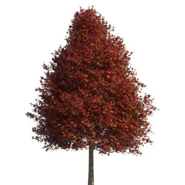Tree 3d illustration isolated on the white background Stock Illustration