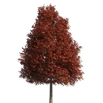 Tree 3d illustration isolated on the white background Stock Illustration
