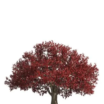 Tree 3d illustration isolated on the white background Stock Illustration