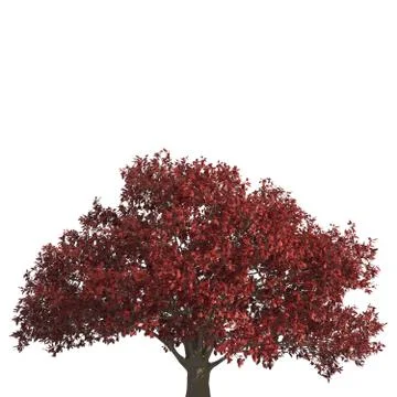 Tree 3d illustration isolated on the white background Stock Illustration