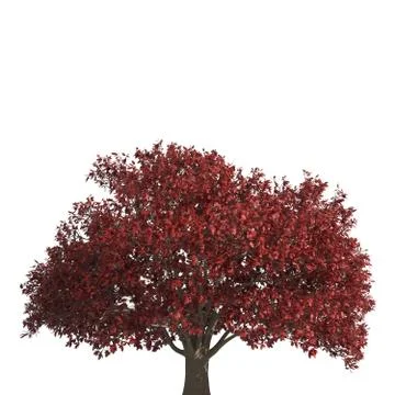 Tree 3d illustration isolated on the white background Stock Illustration