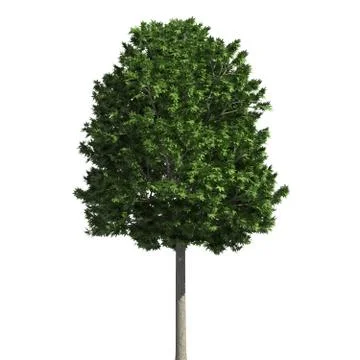 Tree 3d illustration isolated on the white background Stock Illustration