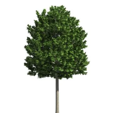 Tree 3d illustration isolated on the white background Stock Illustration