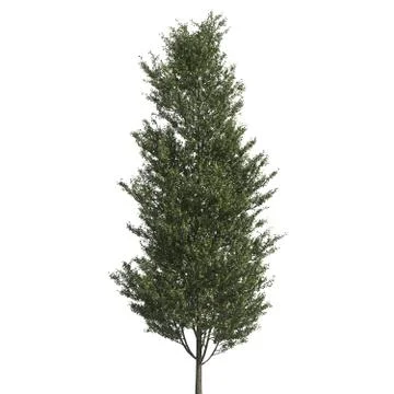 Tree 3d illustration isolated on the white background Stock Illustration