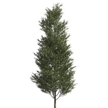 Tree 3d illustration isolated on the white background Stock Illustration