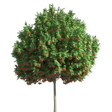 Tree 3d illustration isolated on the white background Stock Illustration