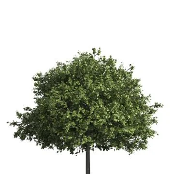 Tree 3d illustration isolated on the white background Stock Illustration