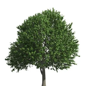 Tree 3d illustration isolated on the white background Stock Illustration