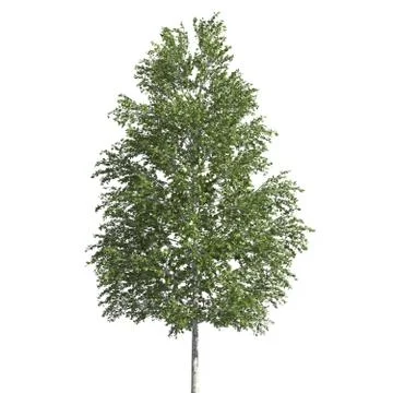 Tree 3d illustration isolated on the white background Stock Illustration