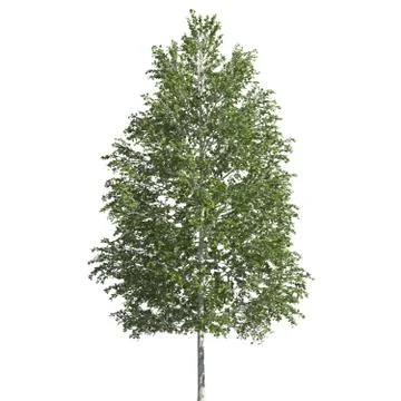 Tree 3d illustration isolated on the white background Stock Illustration