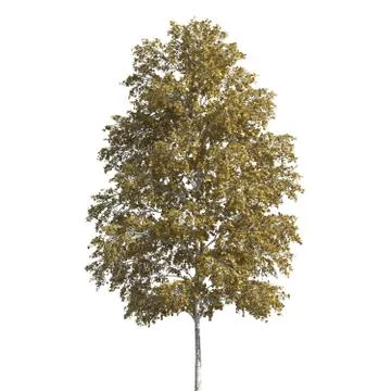 Tree 3d illustration isolated on the white background Stock Illustration