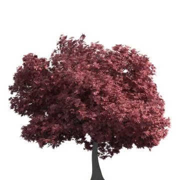 Tree 3d illustration isolated on the white background Stock Illustration