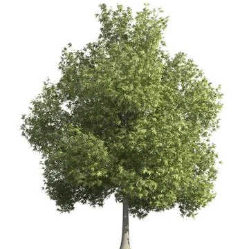 Tree 3d illustration isolated on the white background Stock Illustration