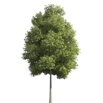 Tree 3d illustration isolated on the white background Stock Illustration