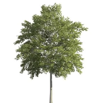 Tree 3d illustration isolated on the white background Stock Illustration