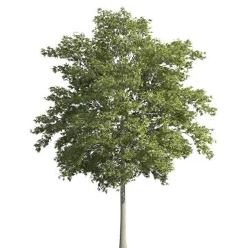 Tree 3d illustration isolated on the white background Stock Illustration