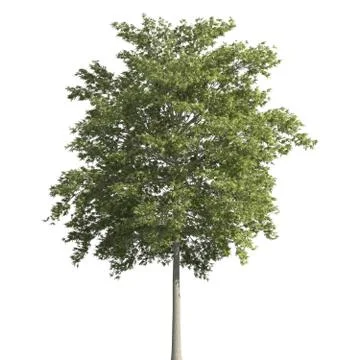 Tree 3d illustration isolated on the white background Stock Illustration