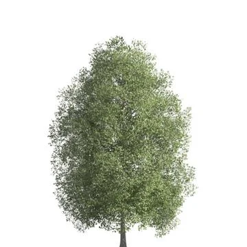 Tree 3d illustration isolated on the white background Stock Illustration