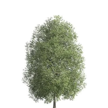 Tree 3d illustration isolated on the white background Stock Illustration