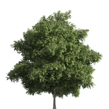 Tree 3d illustration isolated on the white background Stock Illustration