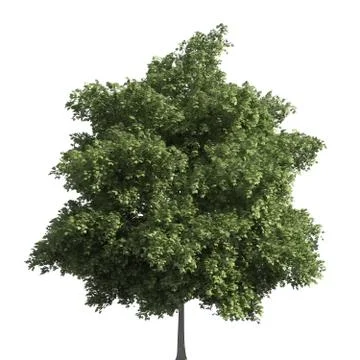 Tree 3d illustration isolated on the white background Stock Illustration